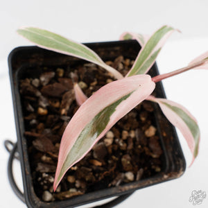 Philodendron Erubescens 'Pink Princess' Outer Variegated (wk40-L316)