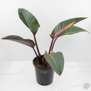 Philodendron 'Firebird' Variegated (wk17-UF)