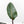 Philodendron 'Firebird' Variegated (wk17-UF)