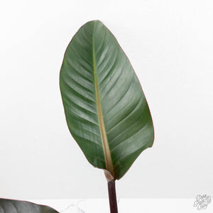 Philodendron 'Firebird' Variegated (wk17-UF)