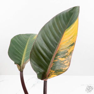 Philodendron 'Firebird' Variegated (wk17-UF)