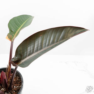 Philodendron 'Firebird' Variegated (wk17-UF)