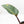 Philodendron 'Firebird' Variegated (wk17-UF)
