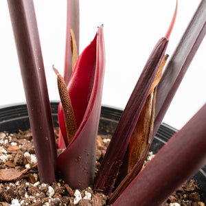 Philodendron 'Firebird' Variegated (wk17-UF)