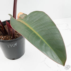 Philodendron 'Firebird' Variegated (wk17-UF)