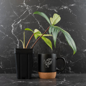 Philodendron 'Florida Beauty' Albo Variegated (wk42-U179)