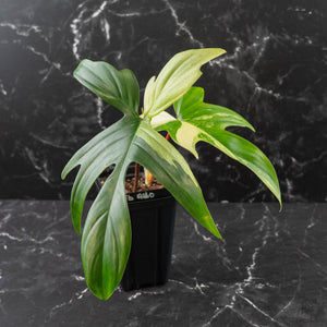Philodendron 'Florida Beauty' Albo Variegated (wk42-U179)