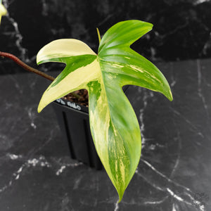 Philodendron 'Florida Beauty' Albo Variegated (wk42-U179)