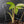 Philodendron 'Florida Beauty' Albo Variegated (wk42-U179)
