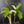 Philodendron 'Florida Beauty' Albo Variegated (wk42-U179)