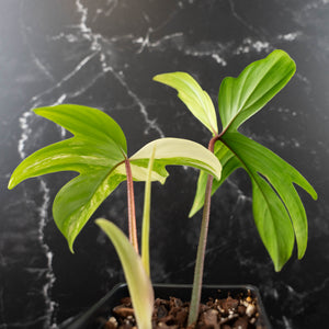 Philodendron 'Florida Beauty' Albo Variegated (wk42-U179)