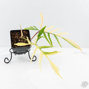 Philodendron Florida Beauty x Polypodioides Variegated (wk29-H)