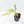 Philodendron Florida Beauty x Polypodioides Variegated (wk29-H)