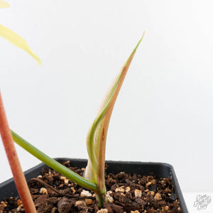 Philodendron Florida Beauty x Polypodioides Variegated (wk29-H)
