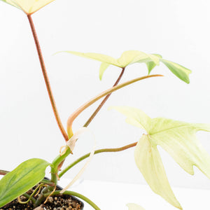 Philodendron 'Florida Beauty' Albo Variegated (wk30-UC)