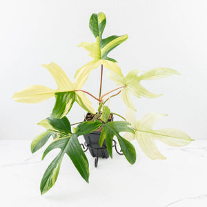 Philodendron 'Florida Beauty' Albo Variegated (wk30-UC)