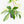 Philodendron 'Florida Beauty' Albo Variegated (wk30-UC)