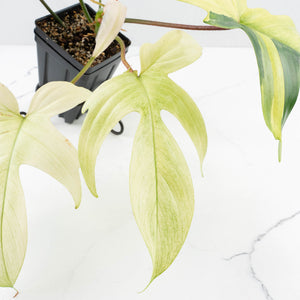 Philodendron 'Florida Beauty' Albo Variegated (wk30-UC)