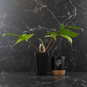 Philodendron 'Florida Beauty' Albo Variegated (wk44-U192)