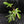 Philodendron 'Florida Beauty' Albo Variegated (wk44-U192)