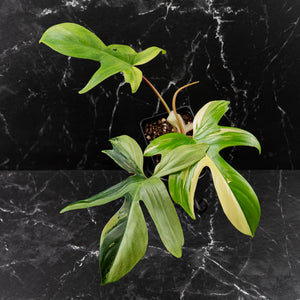 Philodendron 'Florida Beauty' Albo Variegated (wk44-U192)
