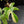 Philodendron 'Florida Beauty' Albo Variegated (wk44-U192)