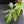 Philodendron 'Florida Beauty' Albo Variegated (wk44-U192)