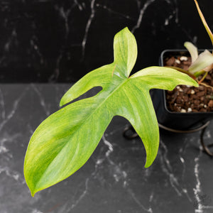 Philodendron 'Florida Beauty' Albo Variegated (wk44-U192)
