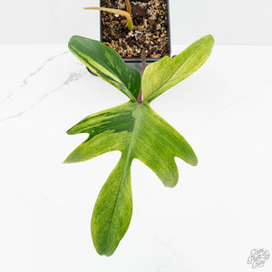 Philodendron 'Florida Beauty' Albo Variegated (wk17-UH)