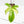 Philodendron 'Florida Beauty' Albo Variegated (wk17-UH)