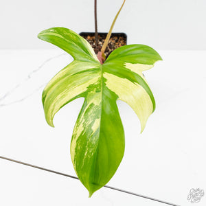 Philodendron 'Florida Beauty' Albo Variegated (wk17-UH)