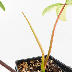 Philodendron 'Florida Beauty' Albo Variegated (wk17-UH)