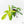 Philodendron 'Florida Beauty' Albo/Mint Variegated (wk26-UA)