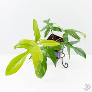 Philodendron 'Florida Beauty' Albo/Mint Variegated (wk26-UA)