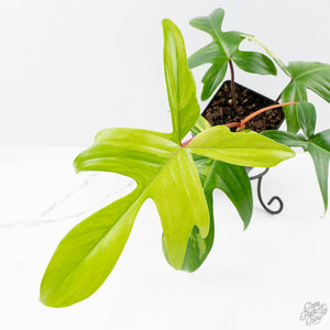 Philodendron 'Florida Beauty' Albo/Mint Variegated (wk26-UA)