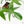 Philodendron 'Florida Beauty' Albo/Mint Variegated (wk26-UA)