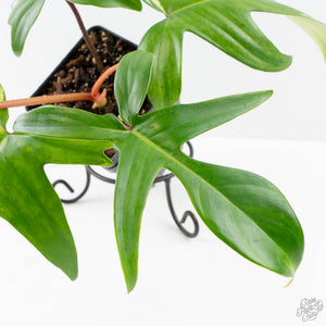Philodendron 'Florida Beauty' Albo/Mint Variegated (wk26-UA)