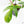 Philodendron 'Florida Beauty' Albo/Mint Variegated (wk26-UA)