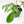 Philodendron 'Florida Beauty' Albo/Mint Variegated (wk26-UA)