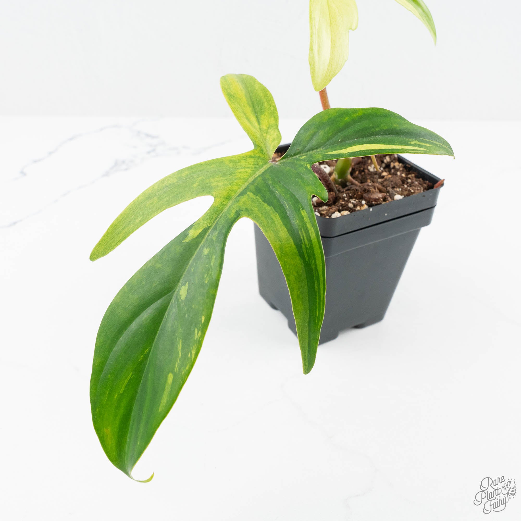 variegated philodendron pedatum Philodendron 'Florida Beauty' Albo Variegated (wk19-UG)