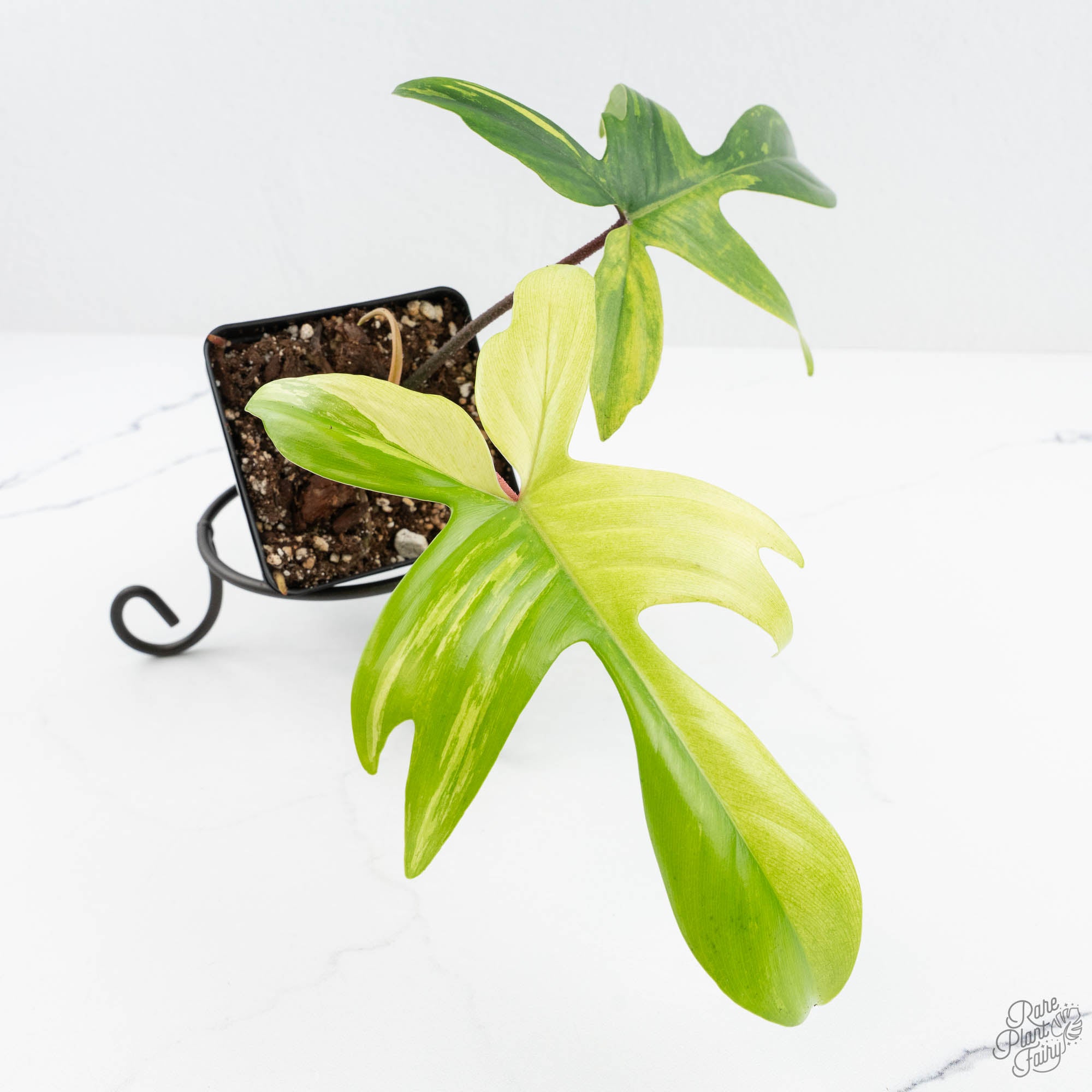 philodendron hybrid florida green Philodendron 'Florida Beauty' Albo Variegated (wk19-UG)