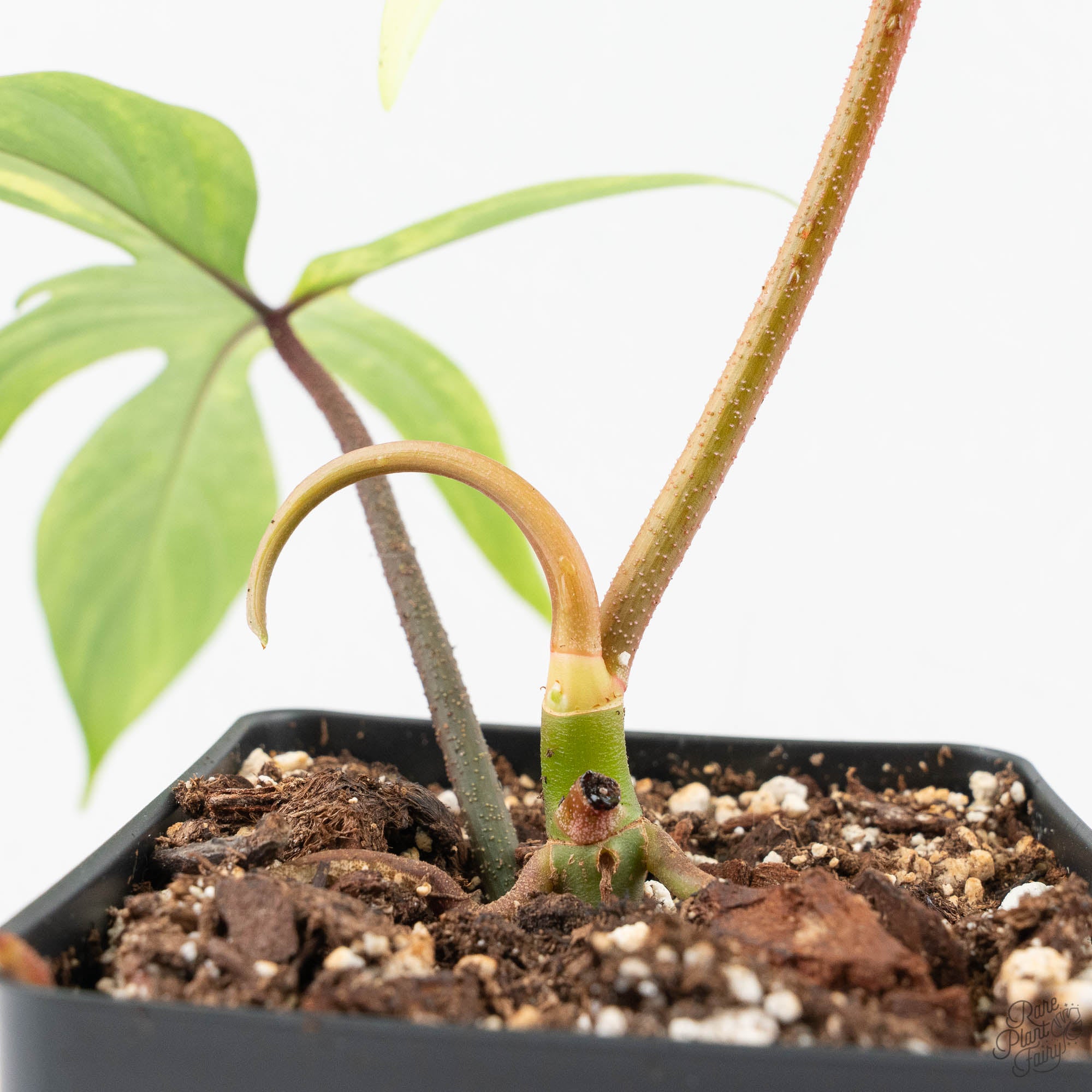 variegated philodendron pedatum Philodendron 'Florida Beauty' Albo Variegated (wk19-UG)