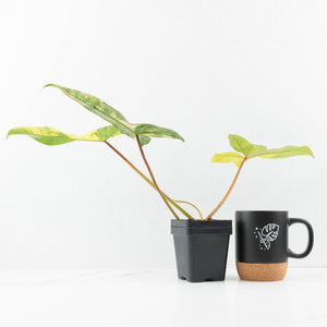 Philodendron 'Florida Beauty' x 'Billietiae' (wk32-J)