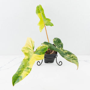 Philodendron 'Florida Beauty' x 'Billietiae' (wk32-J)