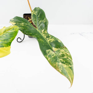 Philodendron 'Florida Beauty' x 'Billietiae' (wk32-J)