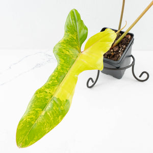 Philodendron 'Florida Beauty' x 'Billietiae' (wk32-J)