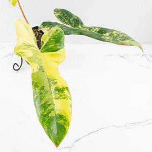 Philodendron 'Florida Beauty' x 'Billietiae' (wk32-J)