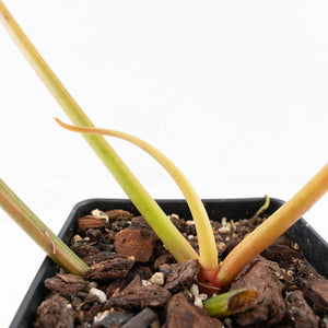 Philodendron 'Florida Beauty' x 'Billietiae' (wk32-J)