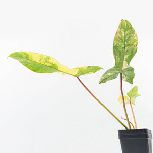 Philodendron 'Florida Beauty' x 'Billietiae' (wk32-J)