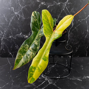 Philodendron 'Florida Beauty' x 'Billietiae' (wk39-L176)